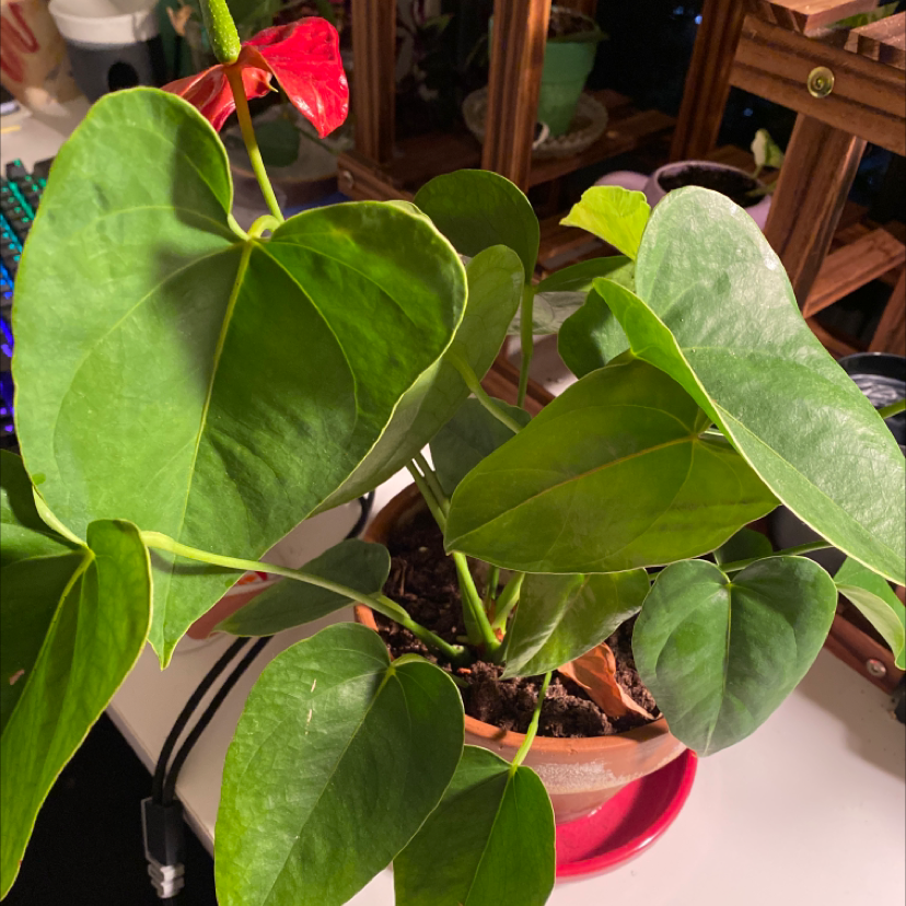 Healthy Philodendron 'Pink Princess' plant with vibrant pink and green variegated leaves in a small pink pot.