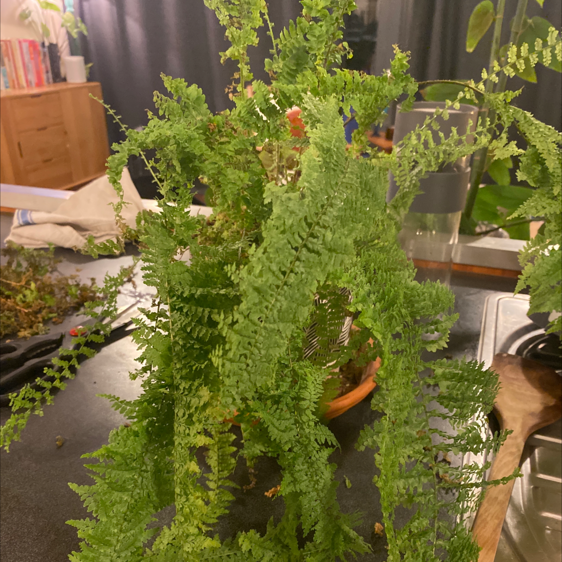 Plant care for Laurentian Bladder Fern on Greg, the plant care app