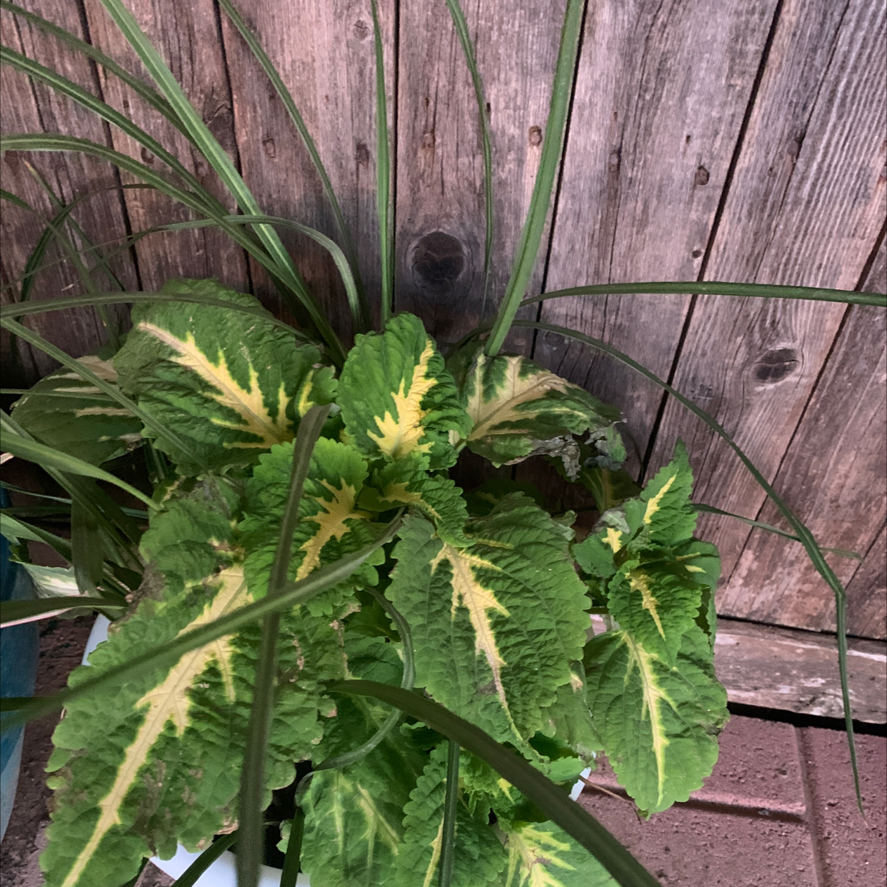 Photo of the plant species endive by Gina named Your plant on Greg, the plant care app