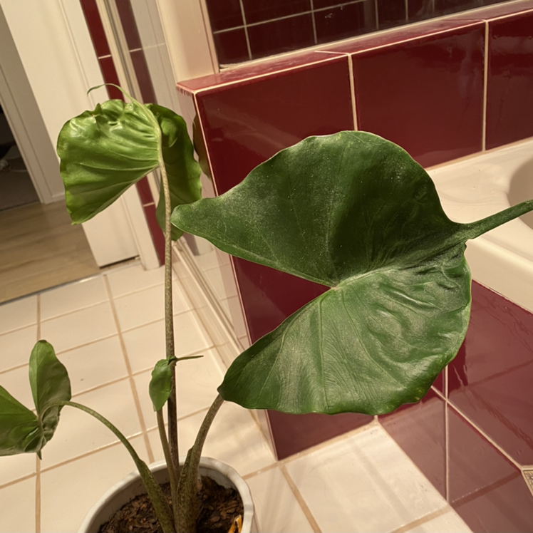 Stingray Elephant Ear plant with large green leaves indoors near a bathtub.