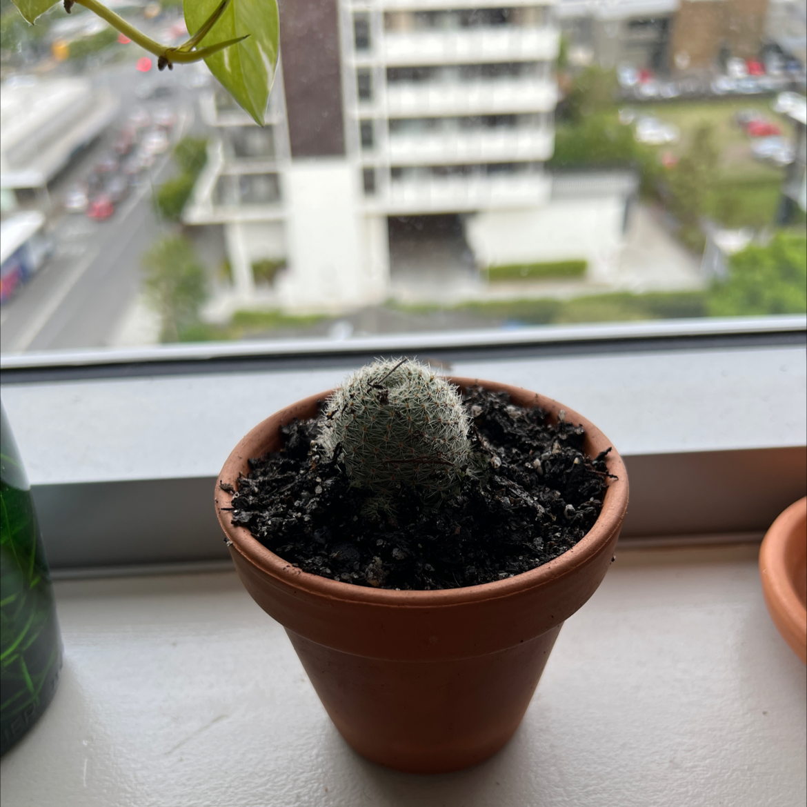 Button Cactus in a terracotta pot on a windowsill with an urban background.