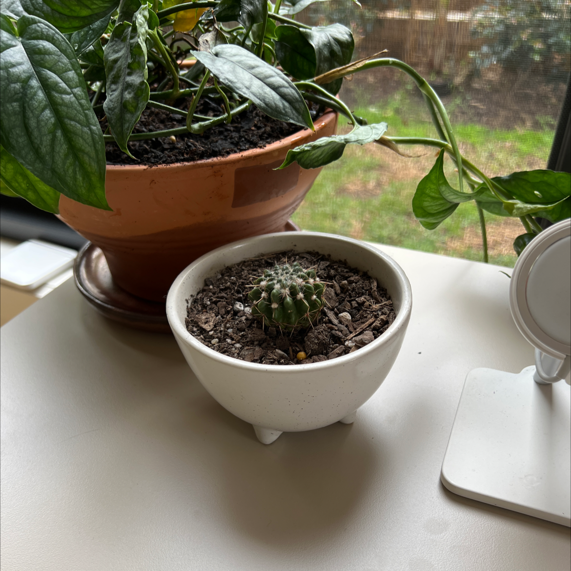 Small Blue Barrel Cactus in a white pot with visible soil, next to another plant.