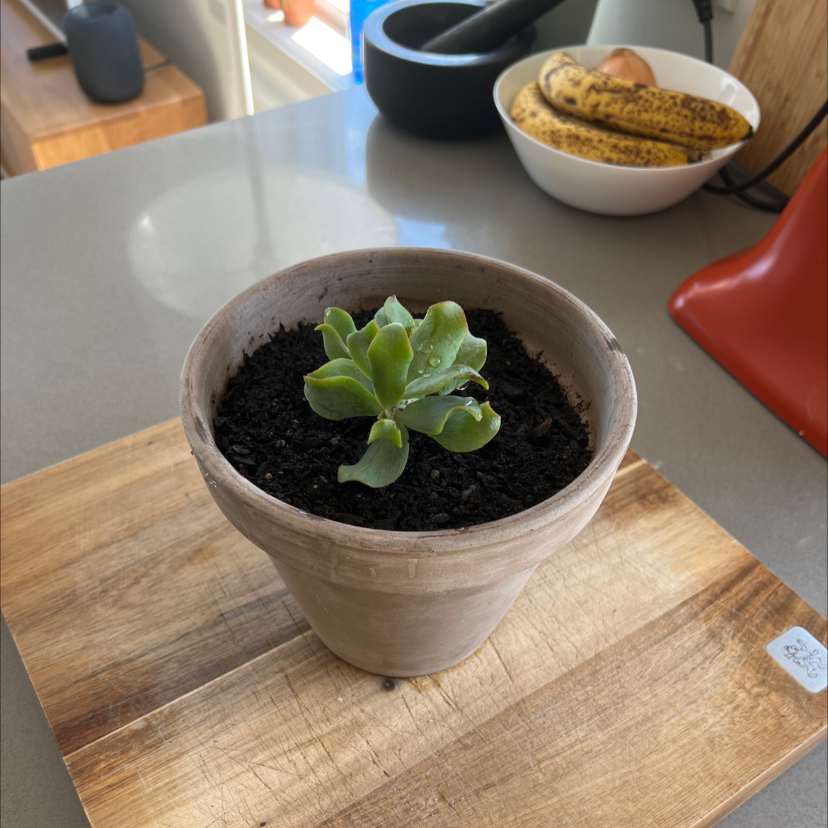 Ripple Jade plant in a pot on a wooden surface, with dark moist soil.