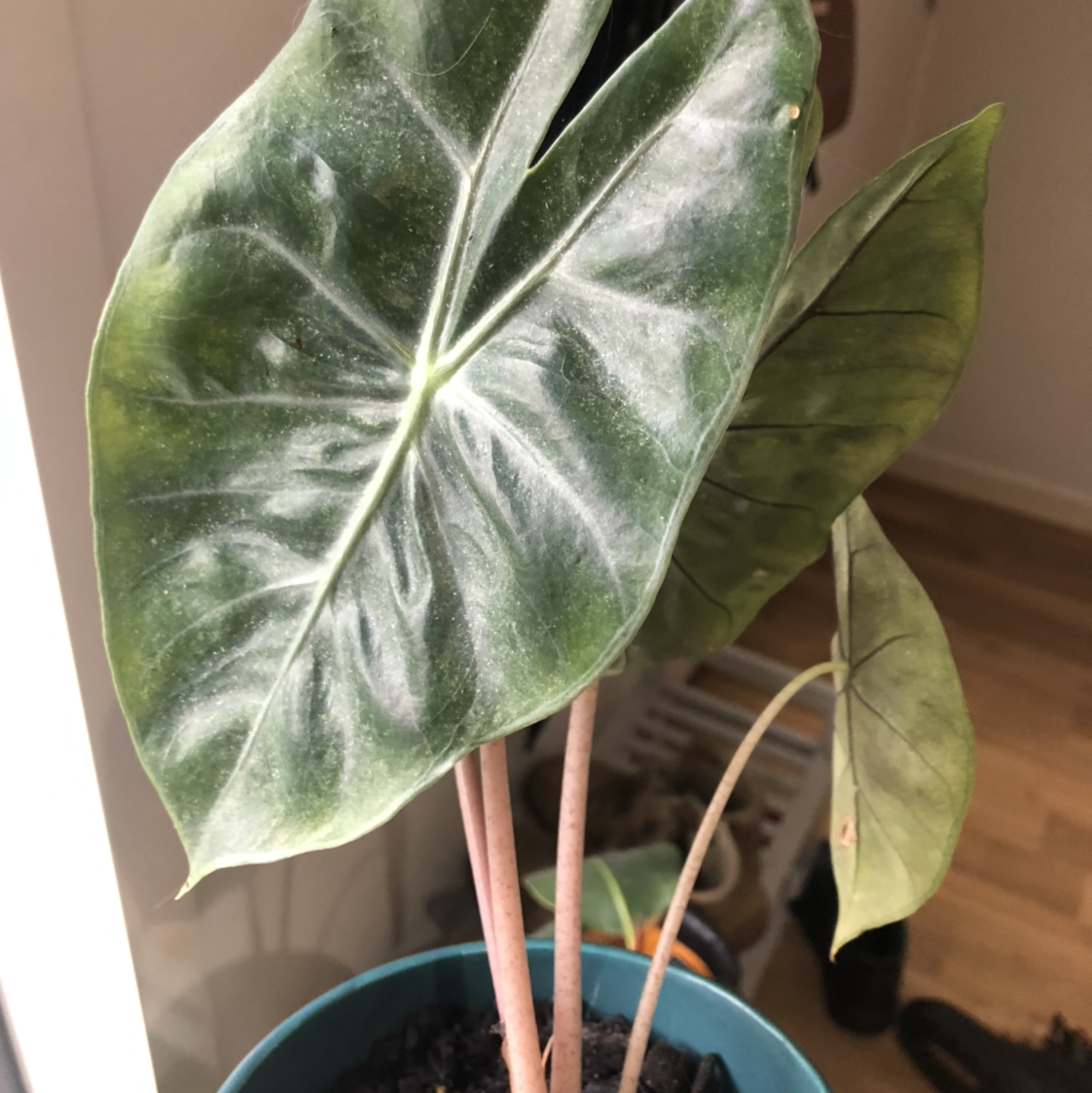 Photo of the plant species Elephant Ear 'Morocco' by @katelynjade named Pink Alocasia Morocco on Greg, the plant care app