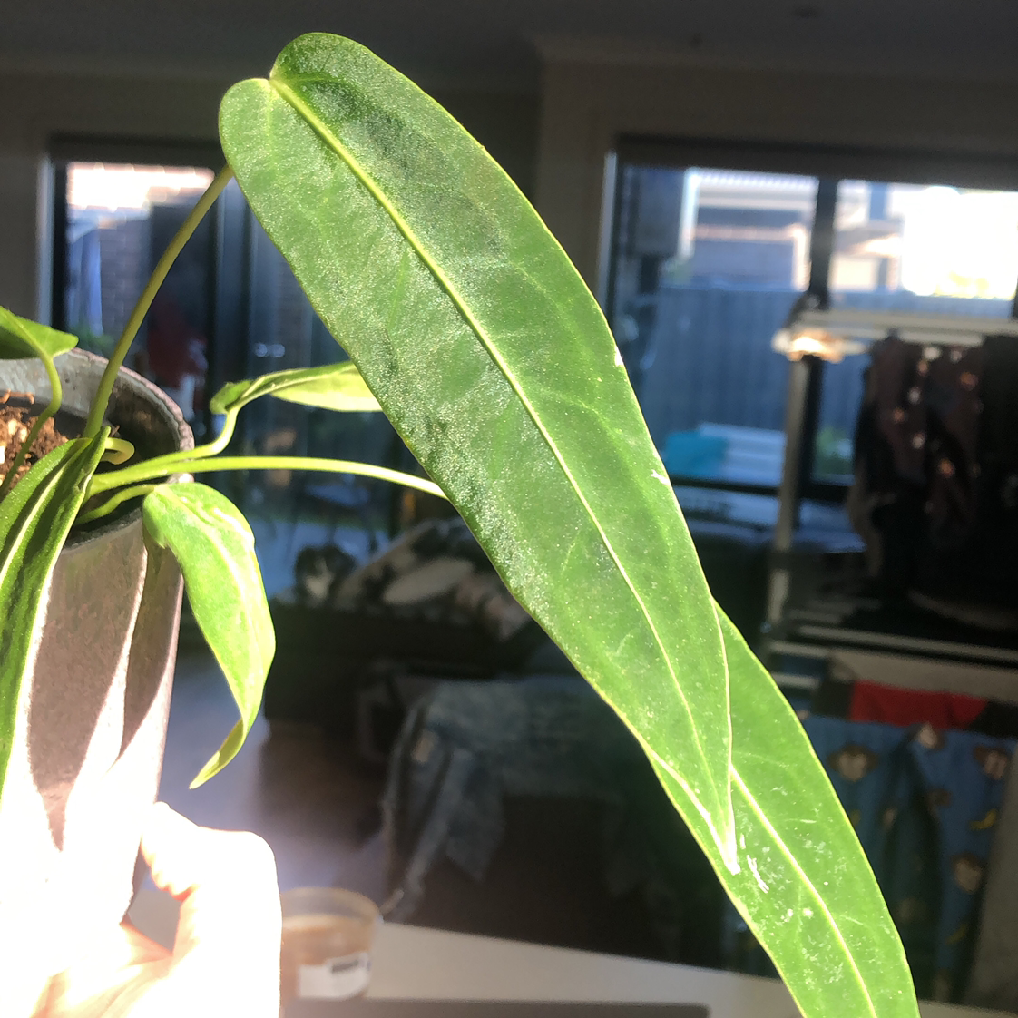 Photo of the plant species Anthurium warocqueanum by @katelynjade named Anthirium Warocquenam on Greg, the plant care app