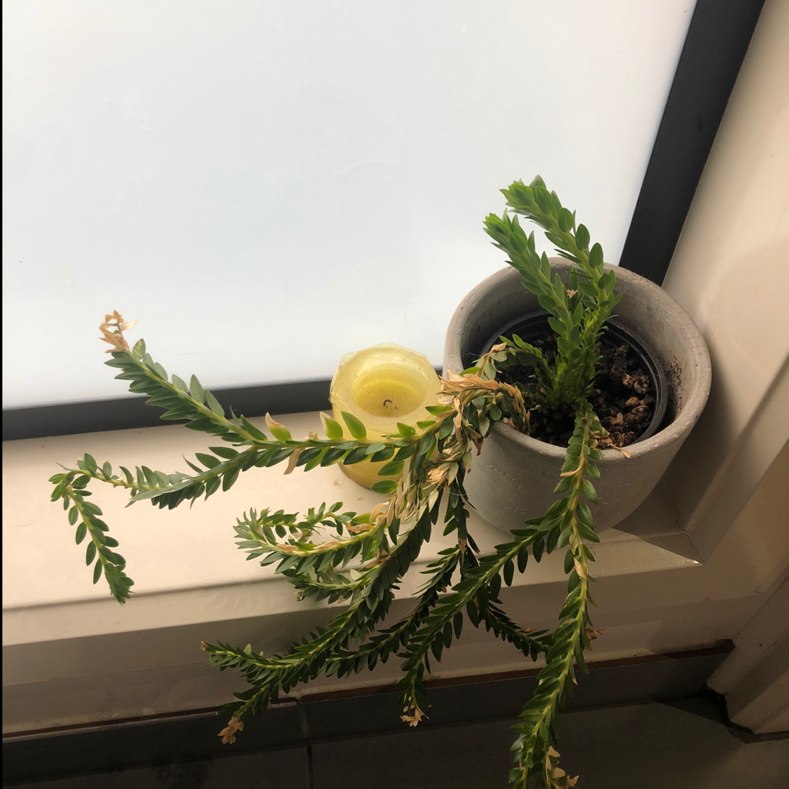 Photo of the plant species Huperzia australiana by @katelynjade named Tassel fern on Greg, the plant care app