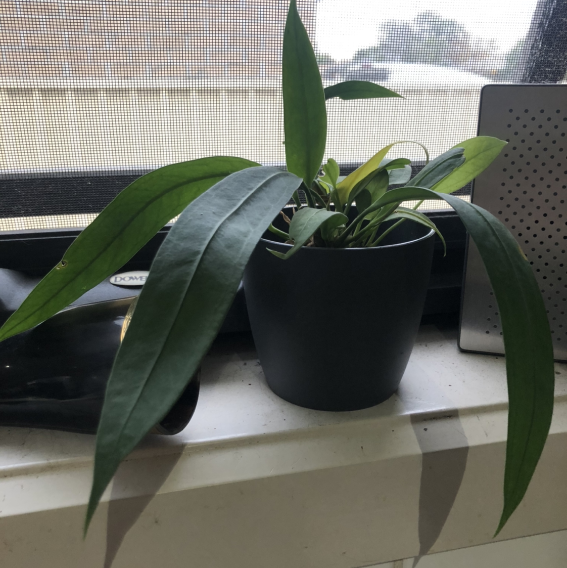 Potted Anthurium vittariifolium on a windowsill with some yellowing leaves.