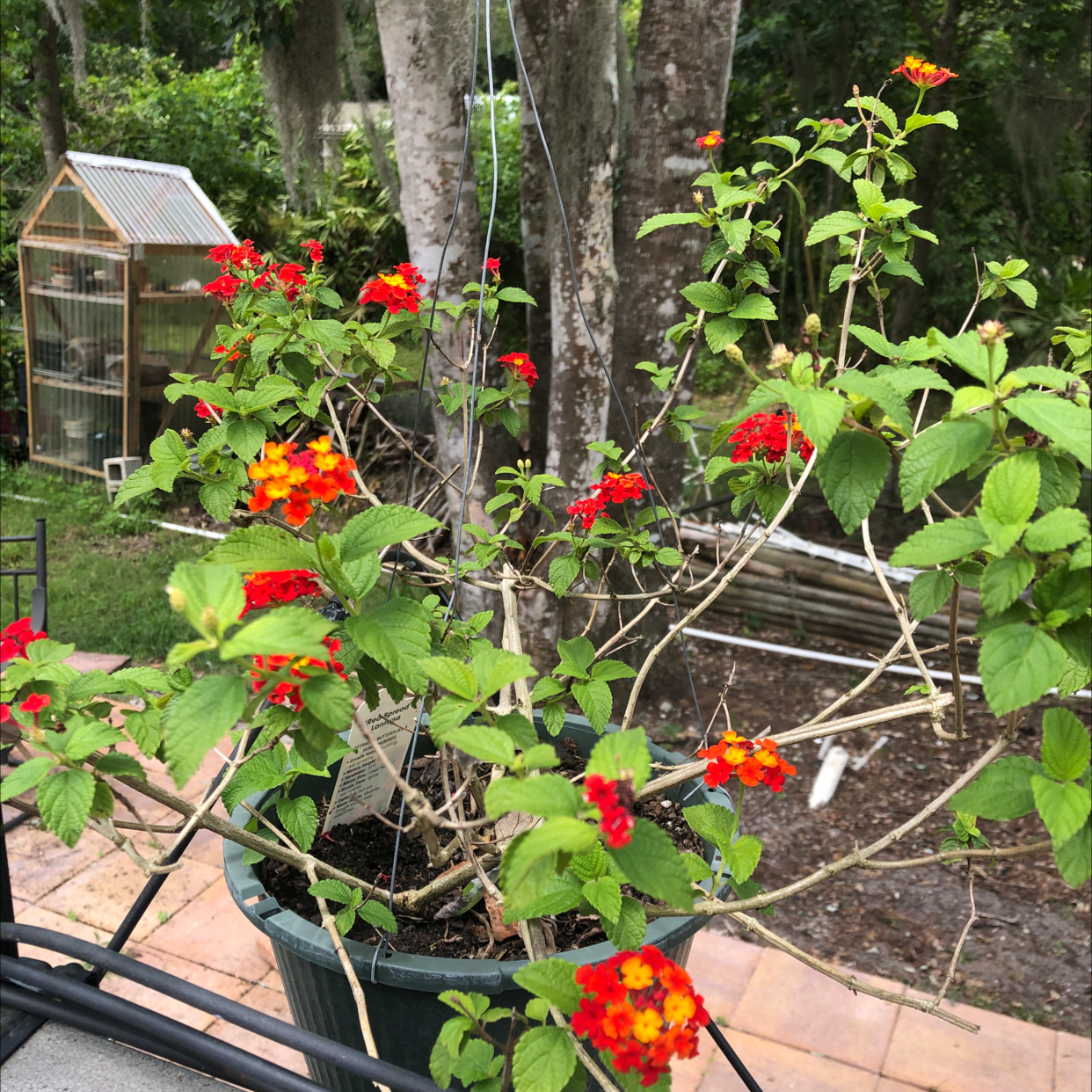 Lantana plant in a pot with red and yellow flowers, outdoor setting with greenhouse in background.