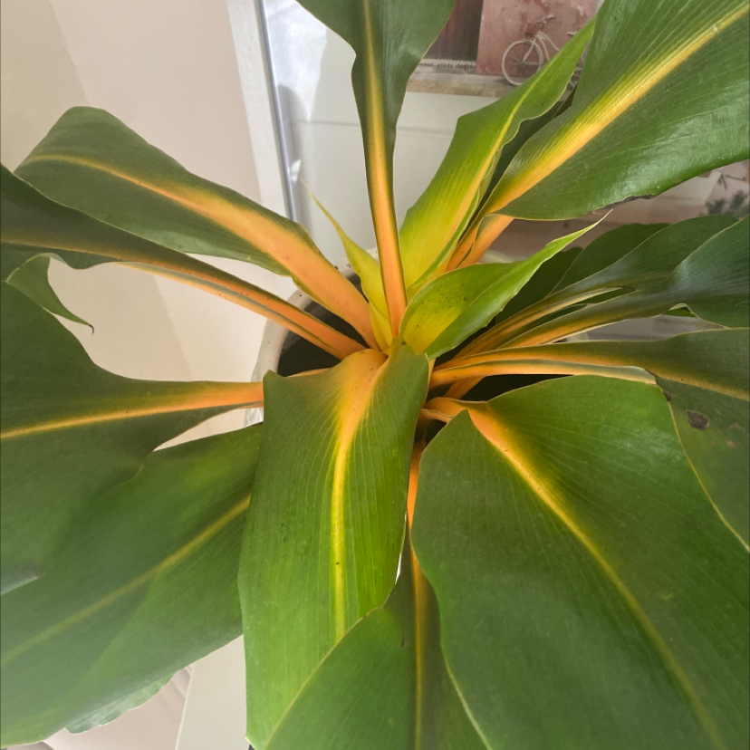 Abyssinian Banana plant with large, broad leaves showing some yellowing near the center.