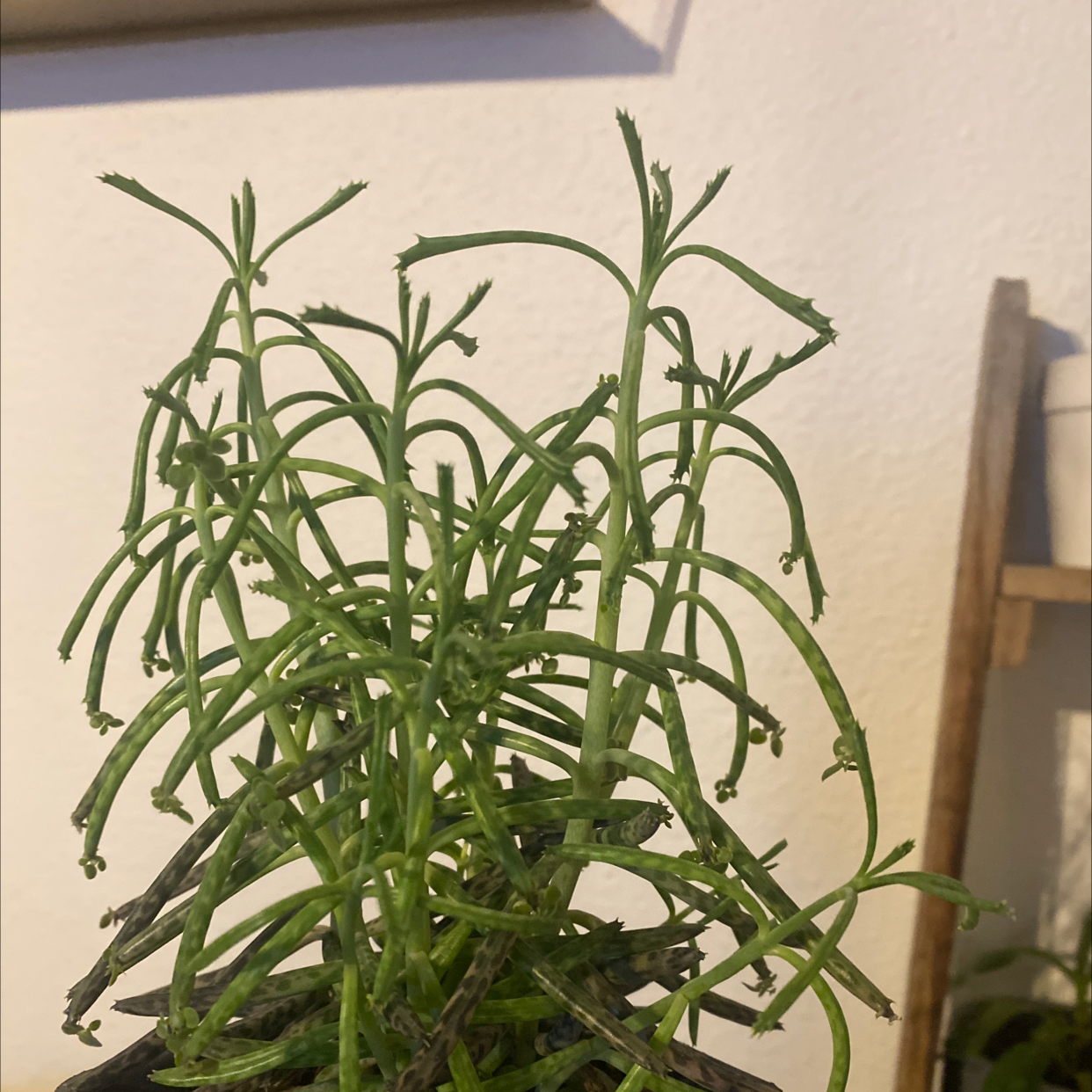 Healthy Mother of Millions plant with vibrant green leaves arranged in a dense rosette pattern, well-framed and in focus.