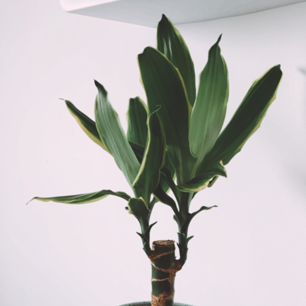 Dracaena Massangeana plant with healthy green leaves, well-framed and centered.