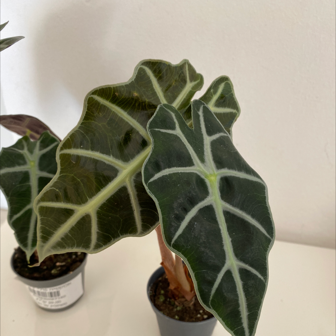 Green Velvet Alocasia plant with dark green leaves and white veins in a small pot.