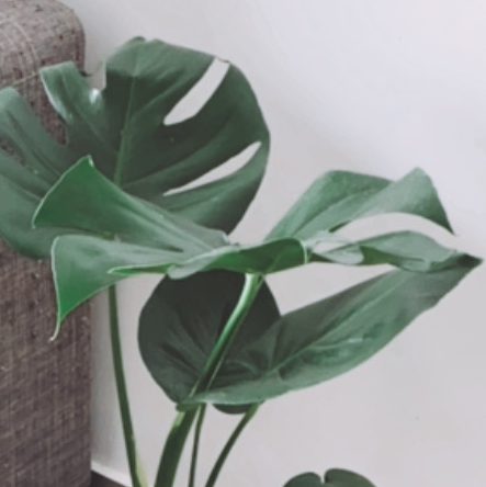 Monstera plant photo by @Nicoleyak named Monsterra 1 on Greg, the plant care app.
