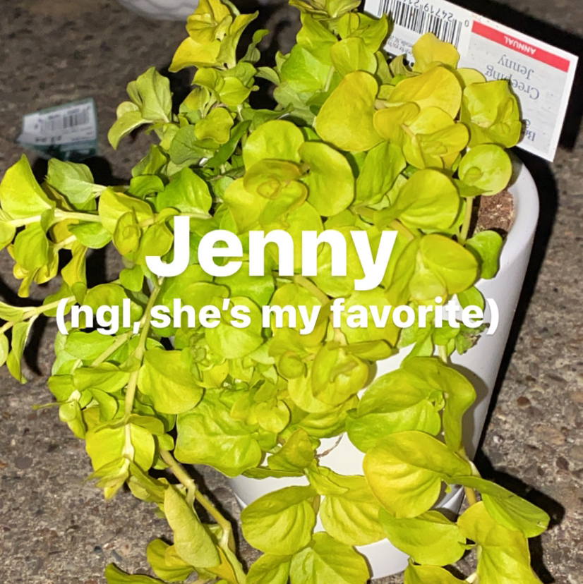 Creeping Jenny plant photo by @ice named Jenny on Greg, the plant care app.