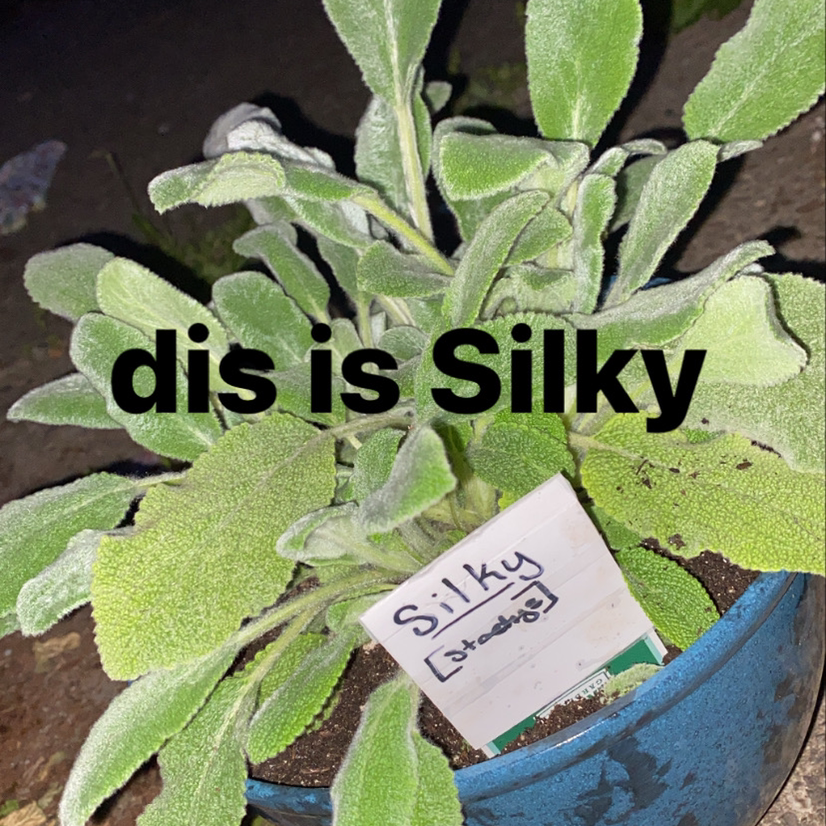 Lamb's Ear plant photo by @ice named Silky on Greg, the plant care app.