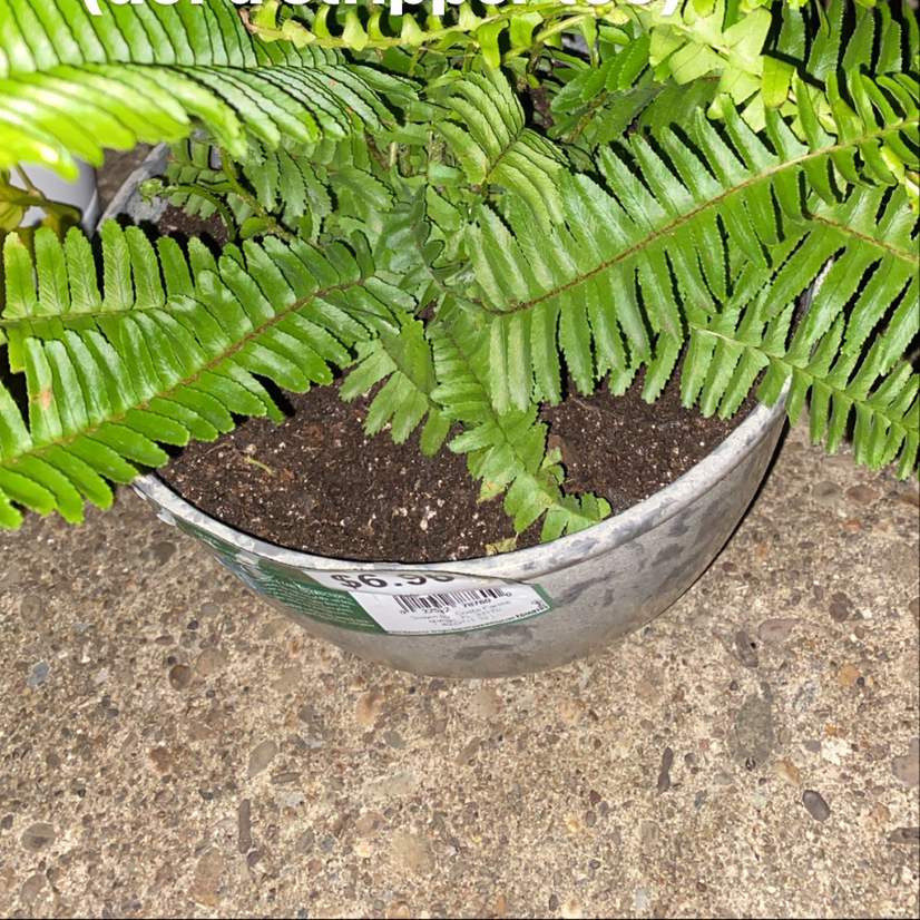 Kimberly Queen Fern in a pot with visible soil and healthy green fronds.