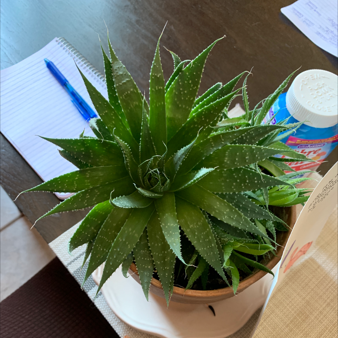 Aloe Aristata plant photo by @Cha_lou named Bernard on Greg, the plant care app.