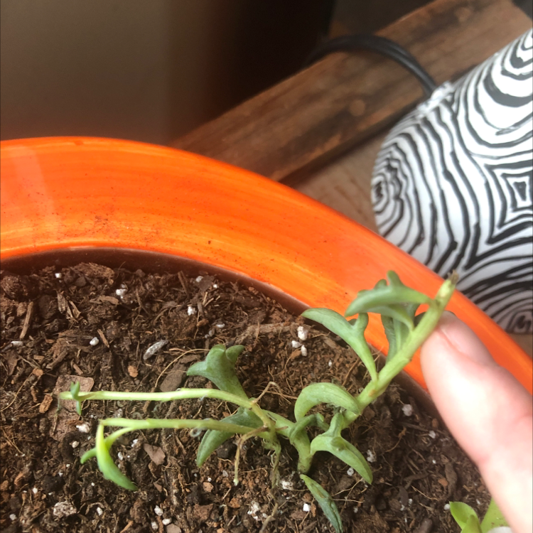String of Dolphins plant in an orange pot with visible soil and slight leaf discoloration.