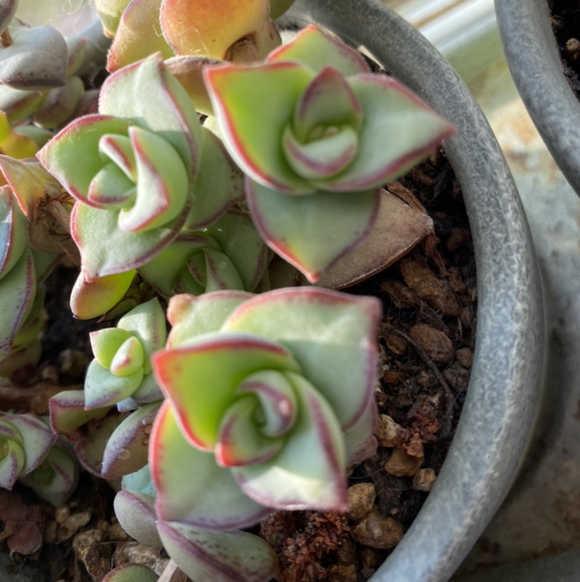 Close-up of a String of Buttons succulent with round green and pink leaves. Plant looks healthy but slightly dehydrated.