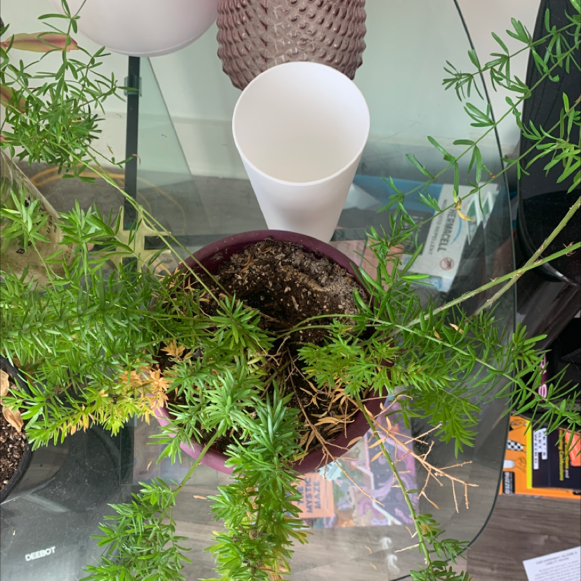 Hand holding a healthy potted asparagus fern plant with delicate green foliage. Some normal browning on older fronds.