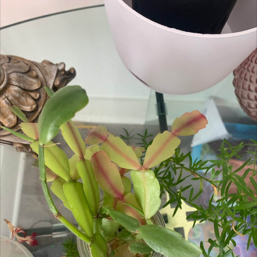 false Christmas Cactus with some reddish discoloration on leaves, placed on a glass surface with decorative items.