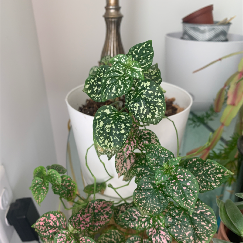 A healthy, vibrant Polka Dot Plant with pink-speckled green leaves in a white ceramic pot, well-framed and in focus.
