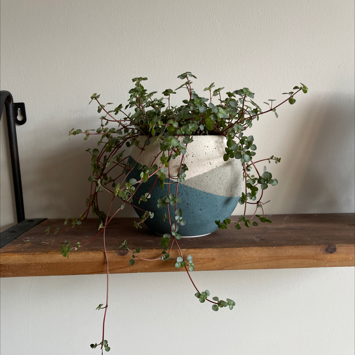 Pilea 'Aquamarine' plant in a decorative pot on a wooden shelf.