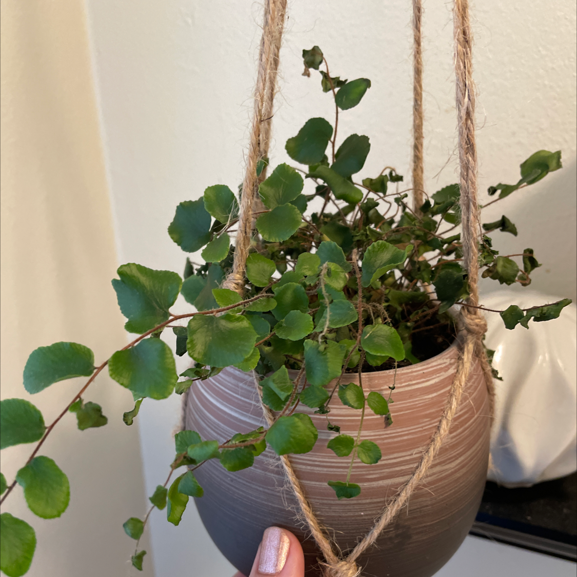 Hanging Pellaea rotundifolia plant in a ceramic pot with healthy green leaves.