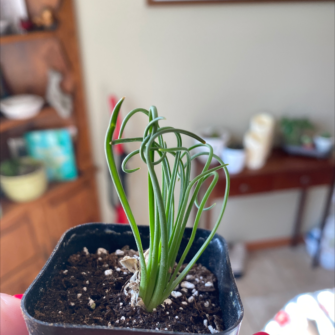 Why Is My Frizzle Sizzle Not Doing Well?