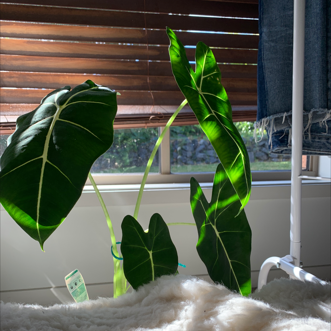 Green Velvet Alocasia plant with large, healthy dark green leaves in natural sunlight.
