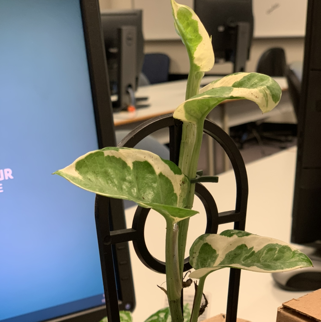 Healthy young variegated Japanese Poinsettia plant in a black plastic growing pot, in an office setting.