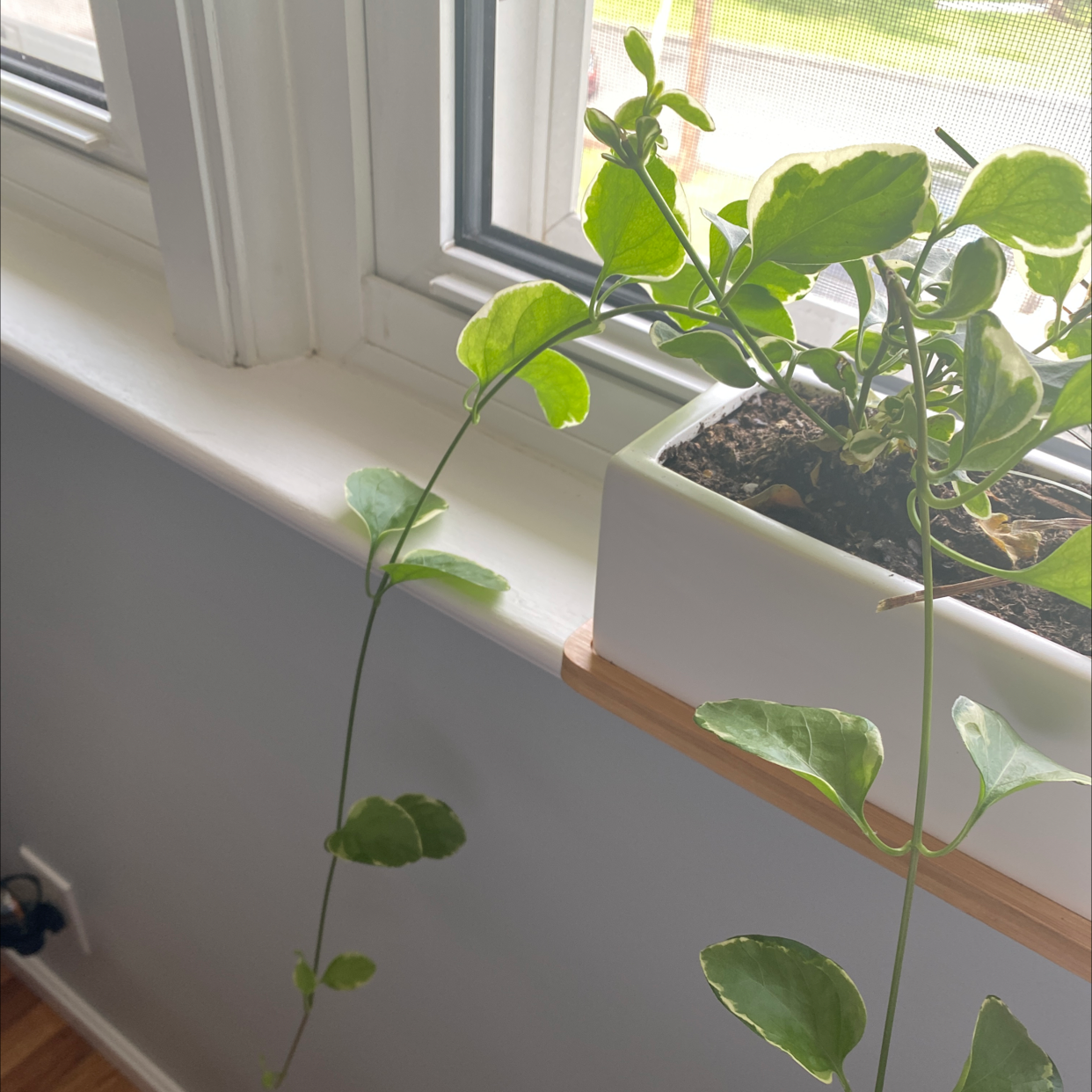 Variegated Vinca Vine plant in a white pot on a windowsill with visible soil.