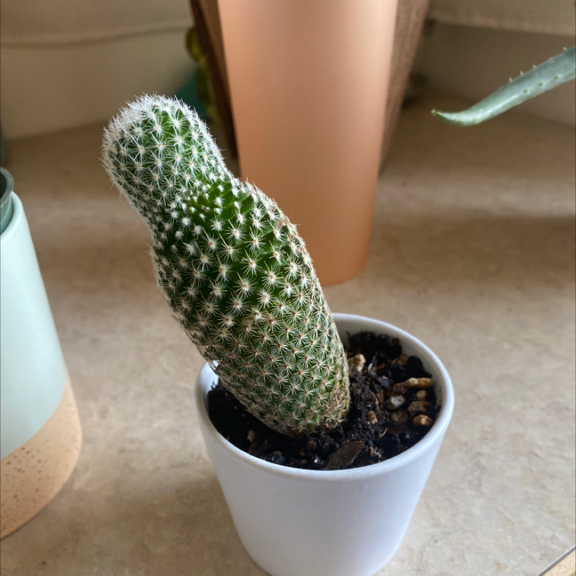 Spiny Pincushion Cactus in a small white pot with visible soil.