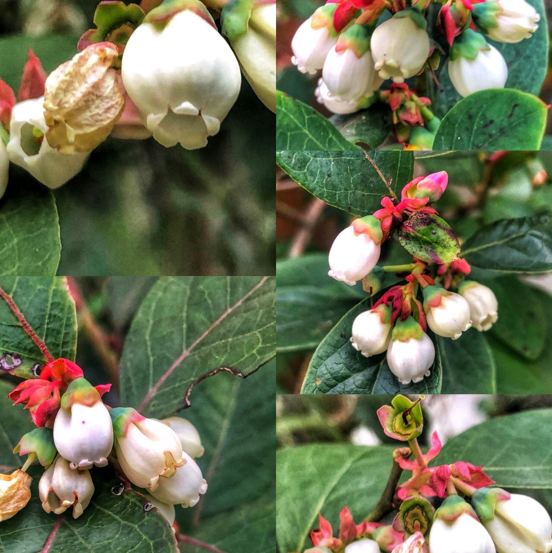 Close-up collage of American Blueberry flowers with healthy green leaves.