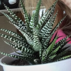Zebra Plant plant photo by Plant parent named Harold on Greg, the plant care app.