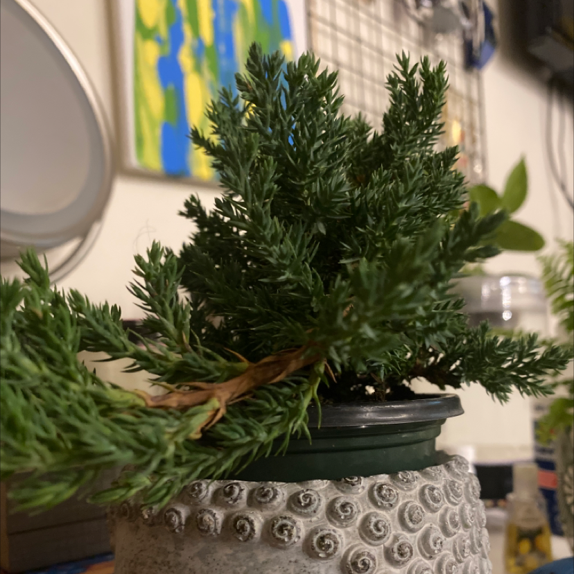 Potted American Juniper plant with dense, green foliage in a decorative pot.