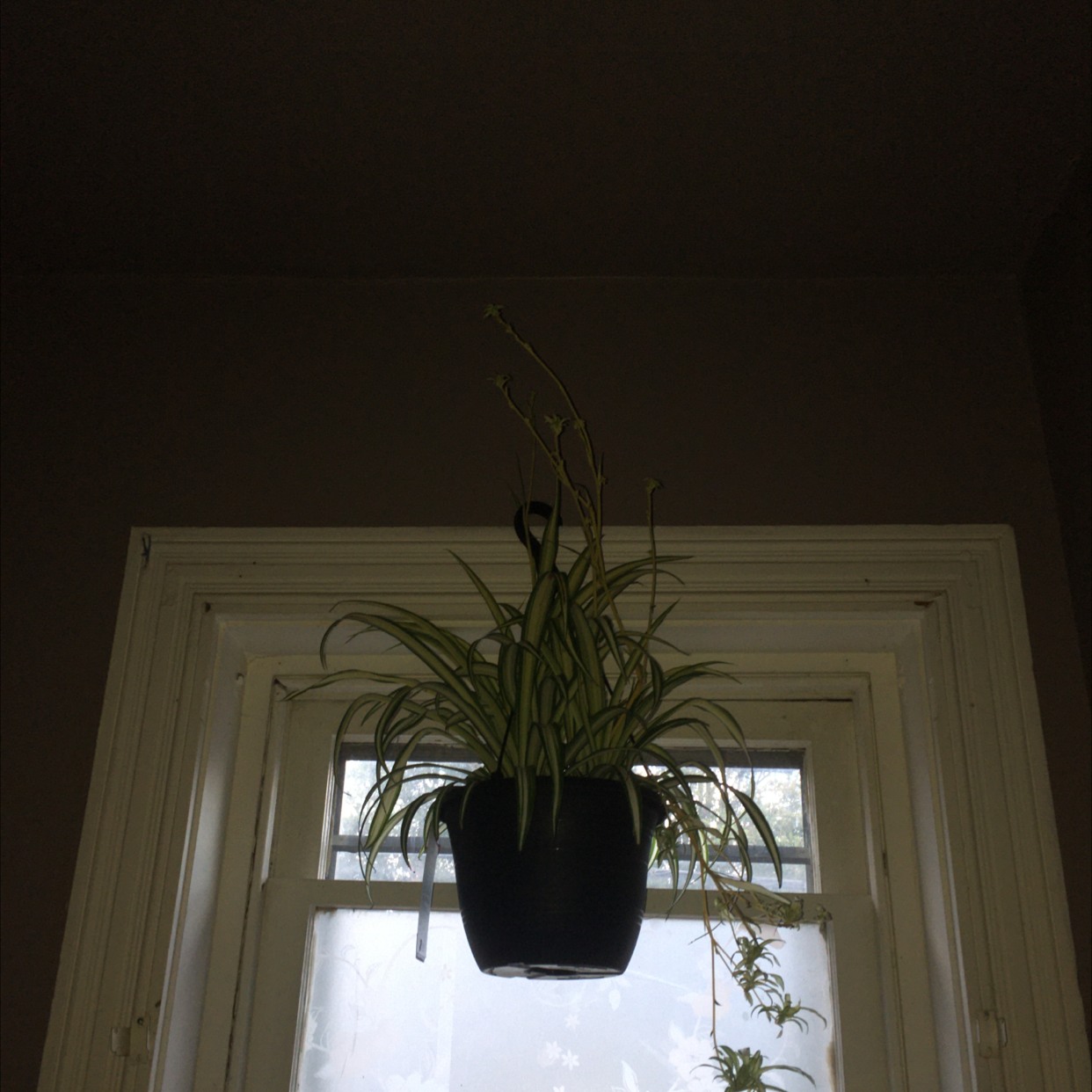 Spider Plant plant photo by @JDP72 named Fiona on Greg, the plant care app.