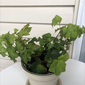English Ivy plant in St. Peters, Missouri