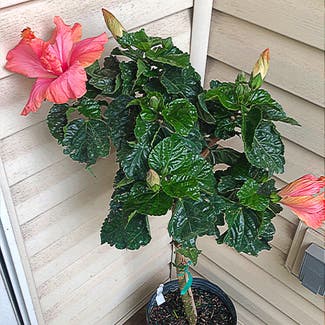 Chinese Hibiscus plant in St. Peters, Missouri