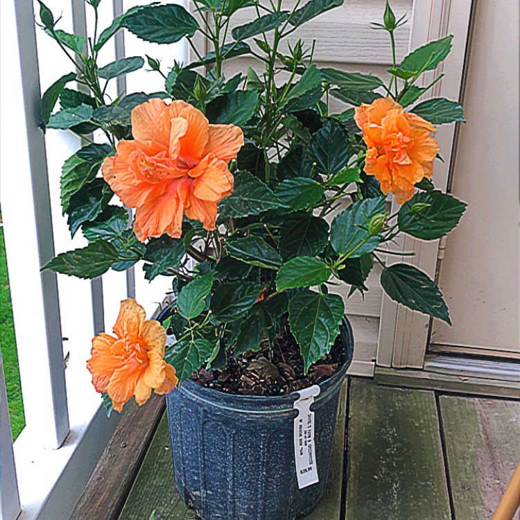 Photo of the plant species Hibiscus Tree by @Sarah223 named Sunny on Greg, the plant care app