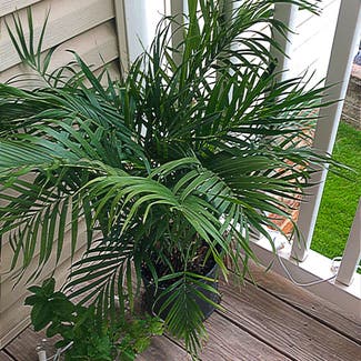 Cat Palm plant in St. Peters, Missouri