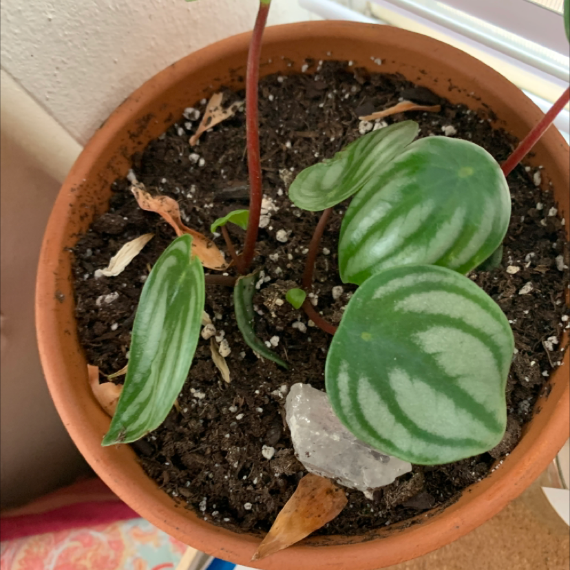 Emerald Ripple Peperomia plant in a terracotta pot with some browning leaves.