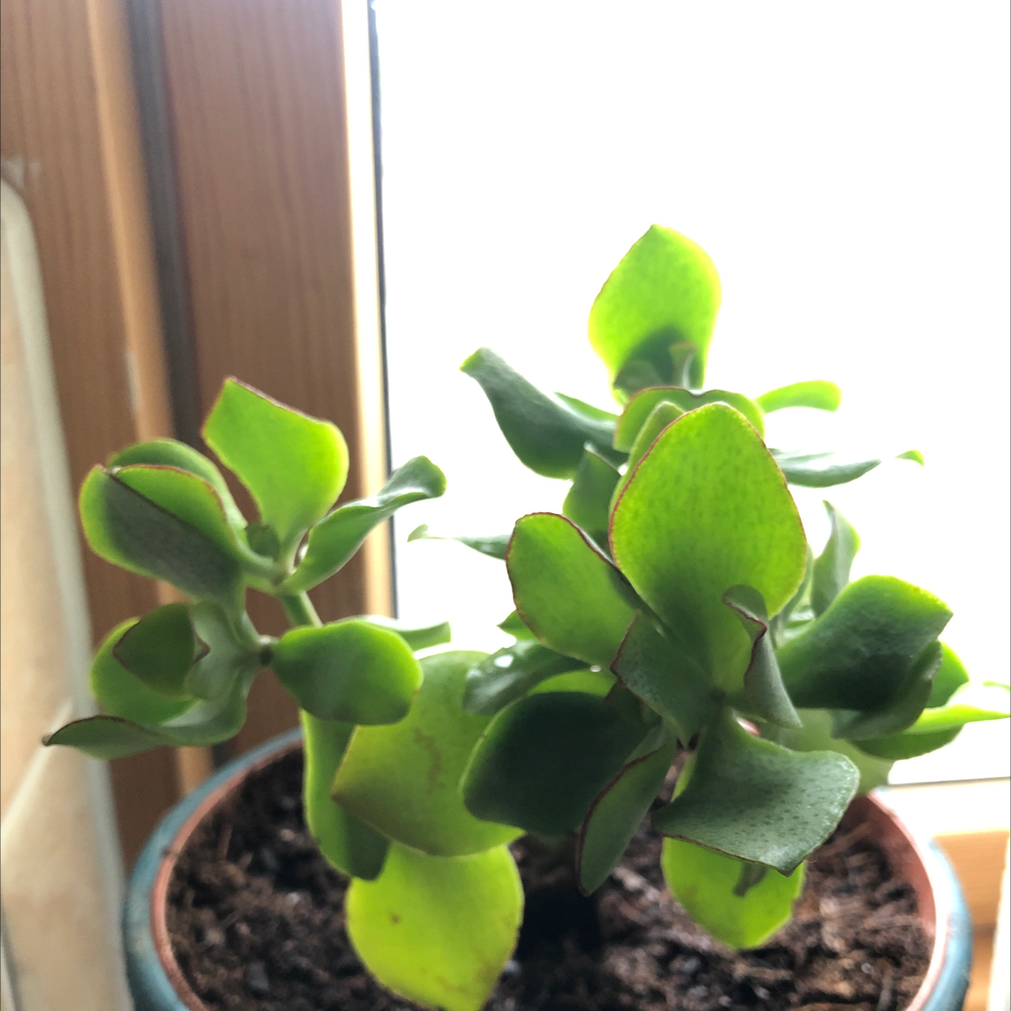 Photo of the plant species Silver Dollar Plant by @PeterF named Sucsuc on Greg, the plant care app
