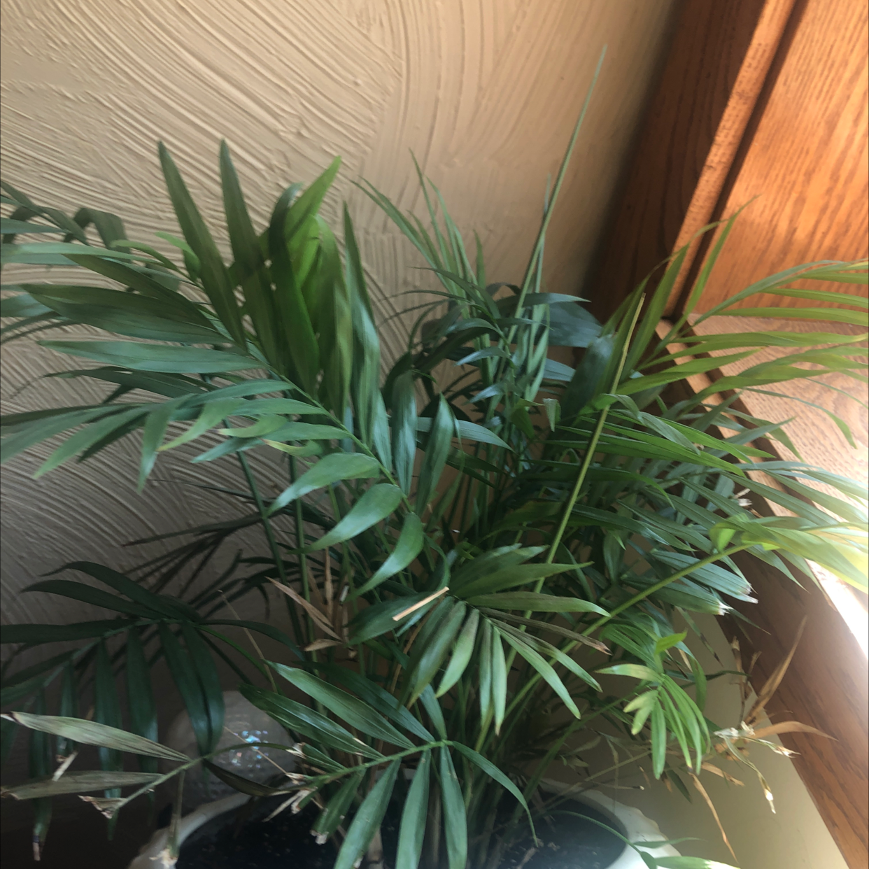 Parlour Palm plant photo by Katherine named Demeter on Greg, the plant care app.