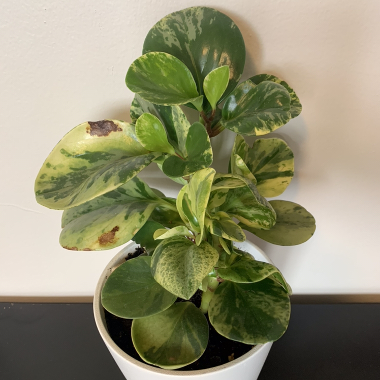Baby Rubber Plant plant photo by @plantdaddyy named Rubberbutt on Greg, the plant care app.