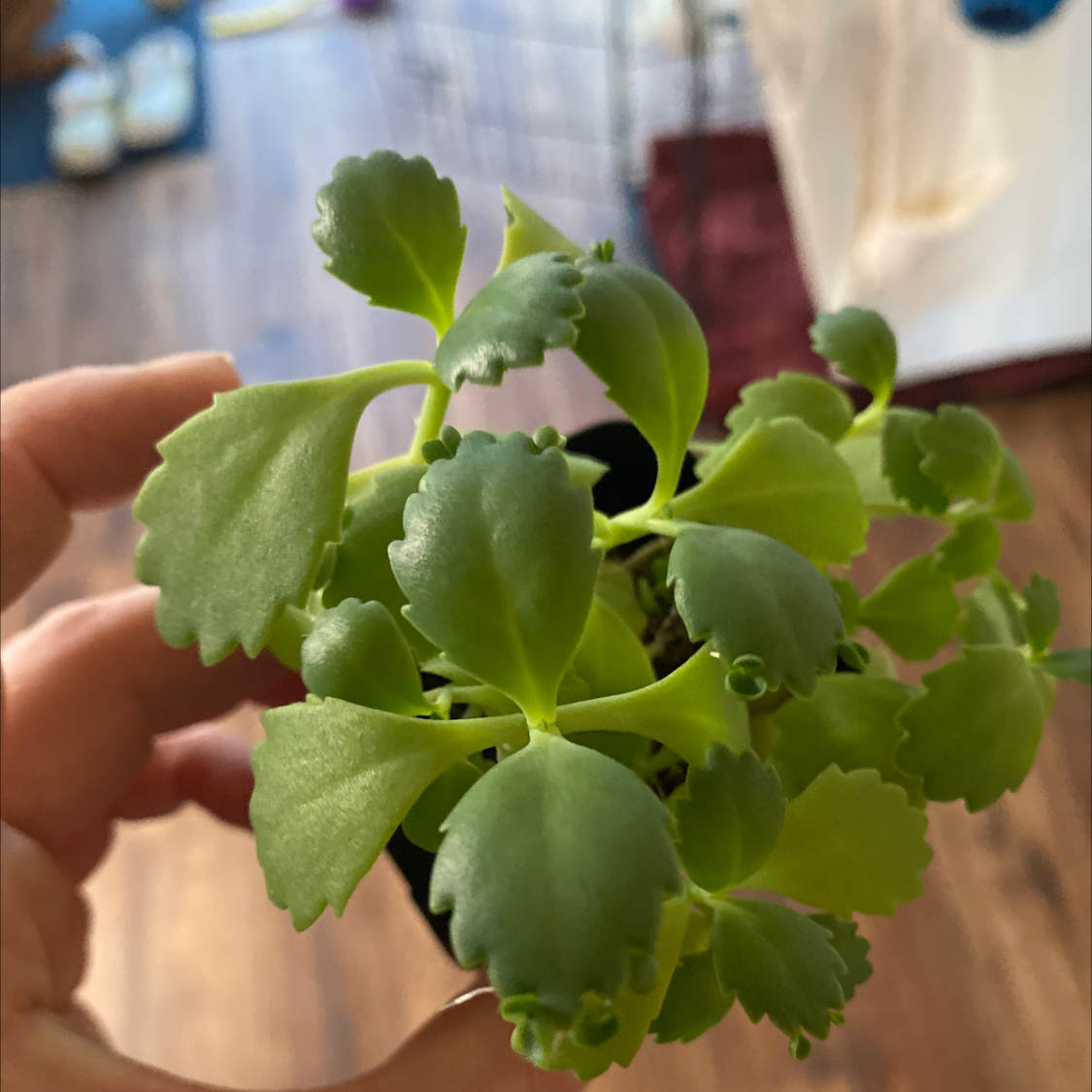 Close-up of a healthy Mother of Millions succulent plant with small plantlets growing along the scalloped leaf margins, held in a hand.