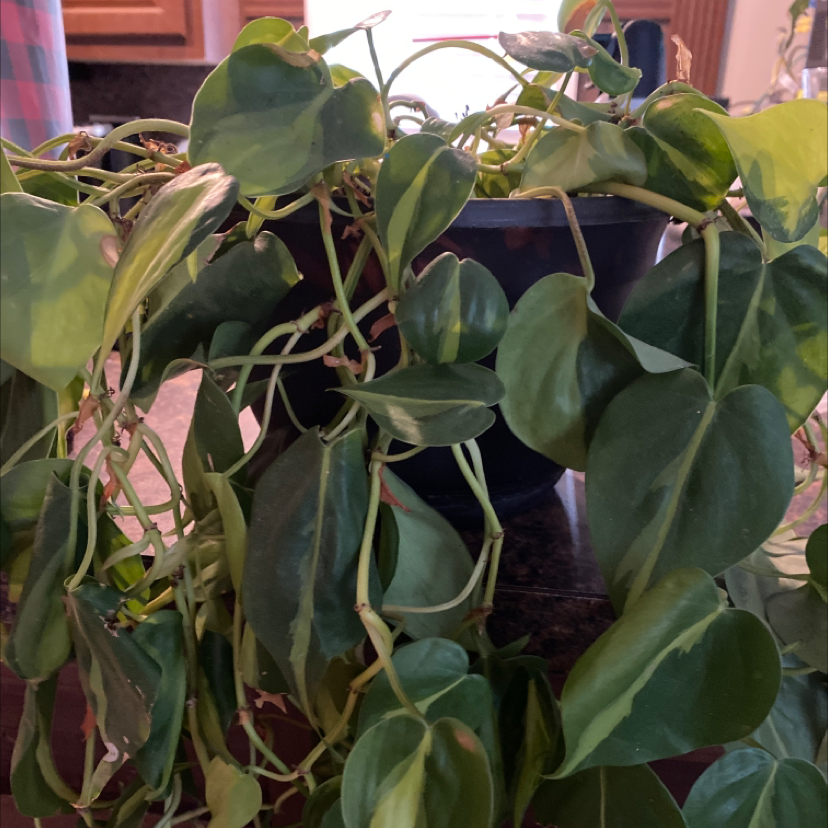 Philodendron Scandens plant photo by @heavenlterry named Polly on Greg, the plant care app.