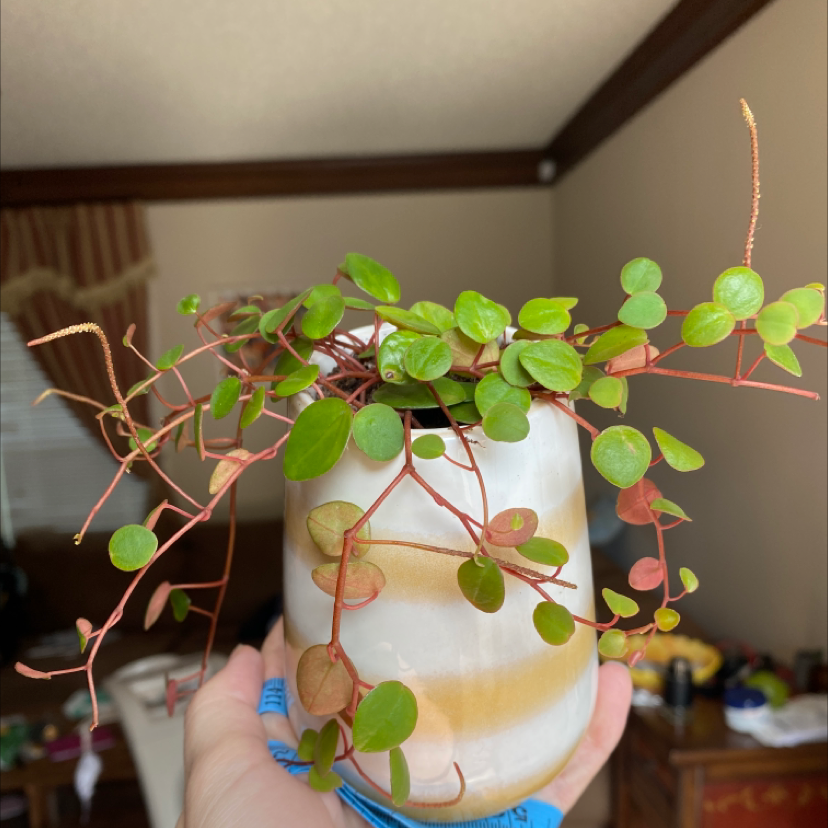 Photo of the plant species Maidenhair Vine by @heavenlterry named Ambrose on Greg, the plant care app