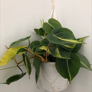 Heartleaf Philodendron plant in Norwich, England
