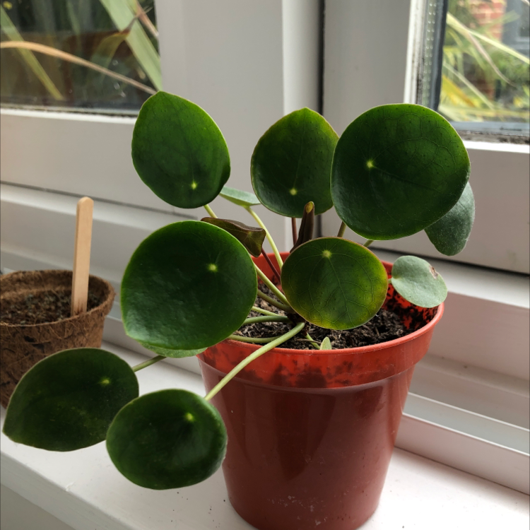 Chinese Money Plant plant photo by @faithplants named Apollo on Greg, the plant care app.